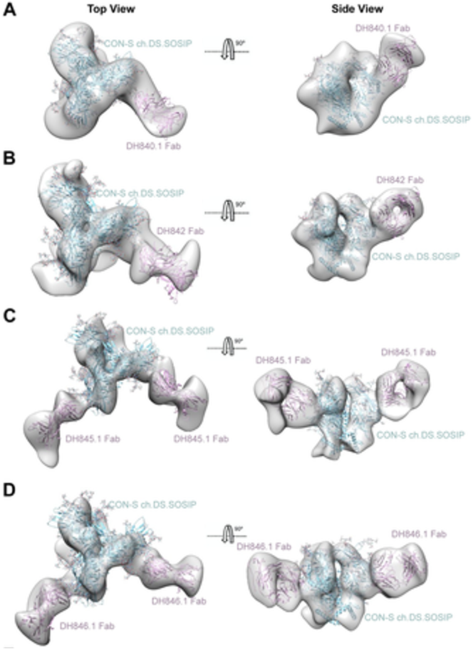 3d model of neutralizing antibodies binding to HIV